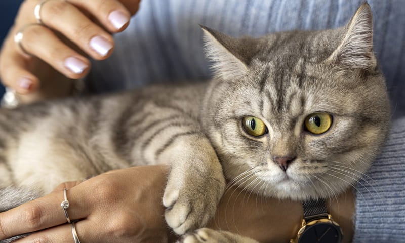 Mutuelle british shorthair