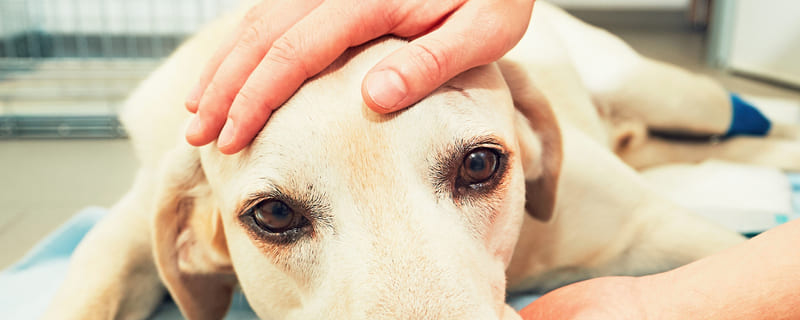 Le cancer chez le chien