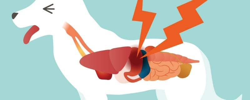 Cancer de l’estomac chez le chien