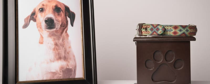 Capital décès de la mutuelle pour chien