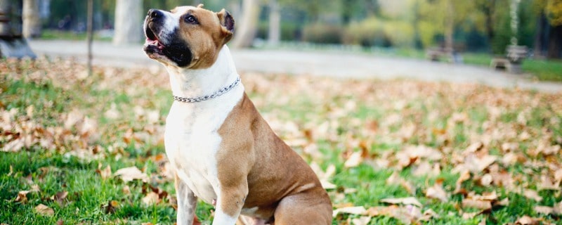 Chien de catégorie 1 assurance