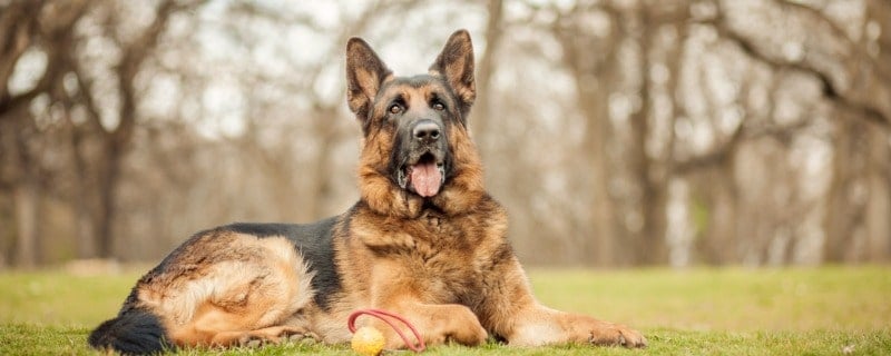 Chiens de catégorie 2 assurance