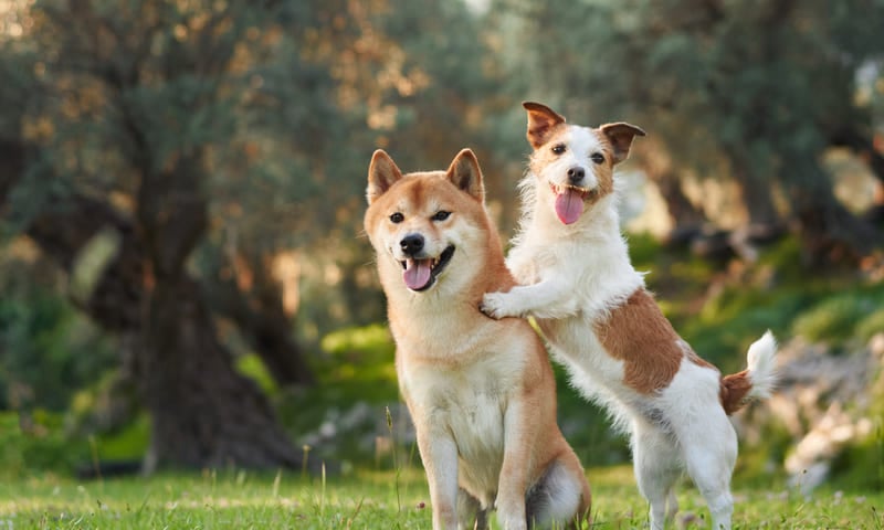 Comparateur mutuelle pour chien