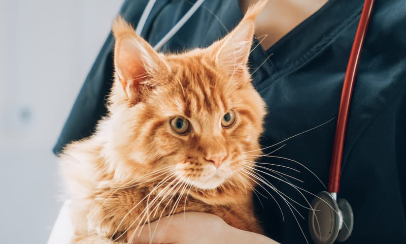 Prix du détartrage chez le chat 