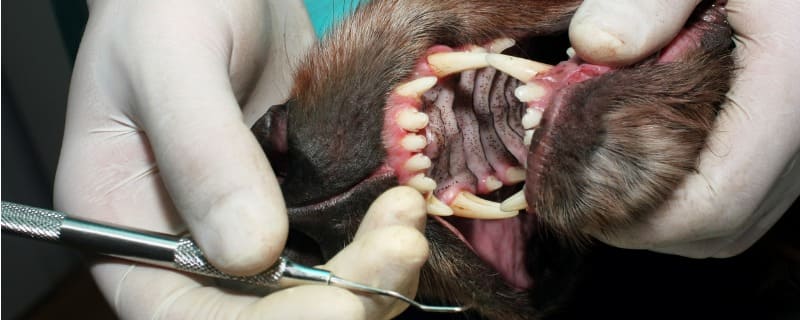 Prix d'une détratrage pour chien