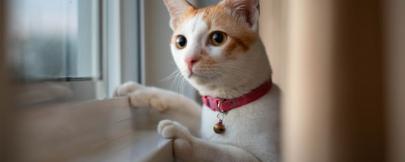 Frais vétérinaires pour chat