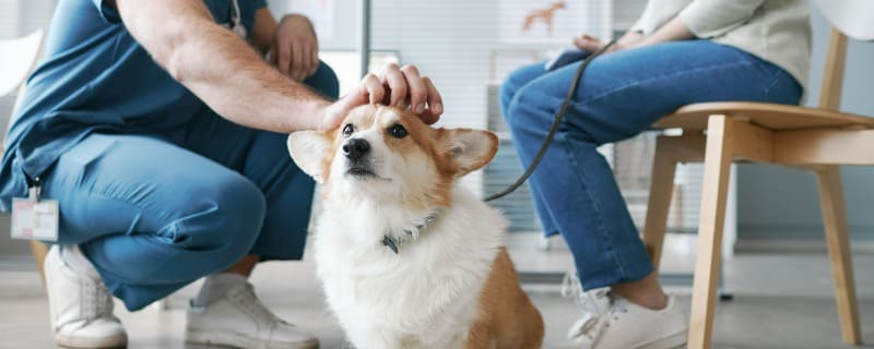 Frais vétérinaires