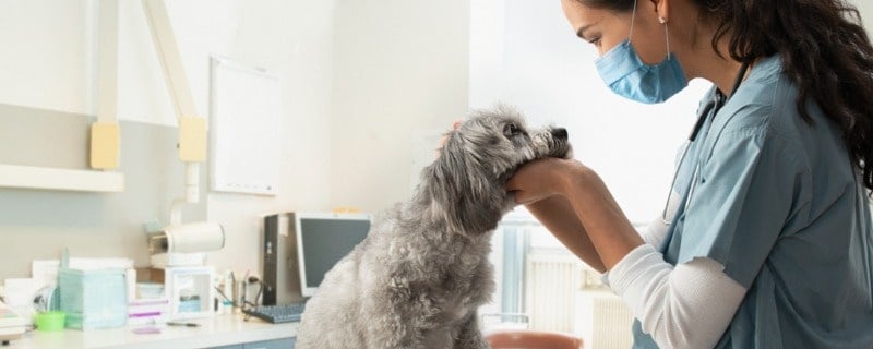 franchise d’une assurance pour animaux