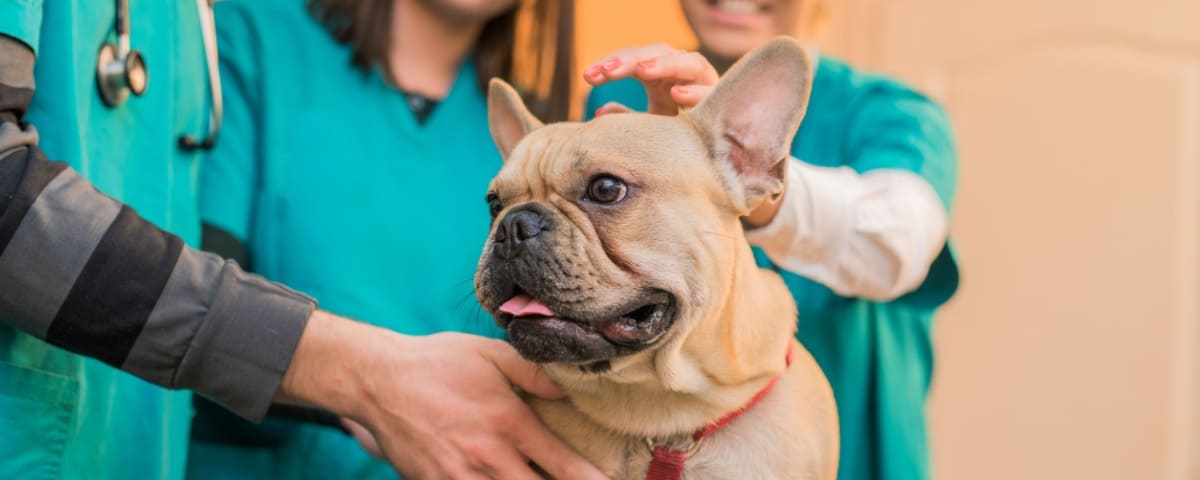 Leptospirose du chien : causes, symptômes et traitement