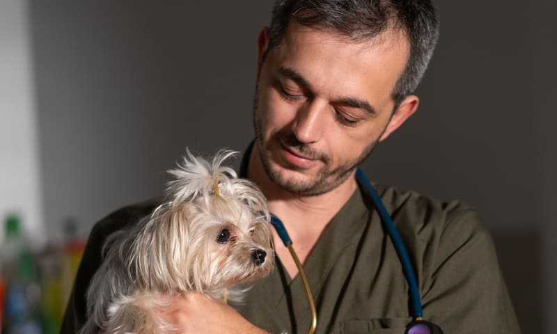 Luxation de la hanche chez le chien