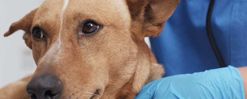 La maladie de Carré chez le chien