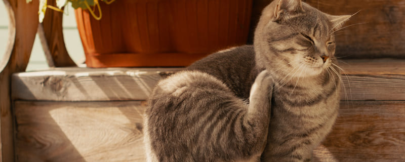 Les maladies de peau chez le chat