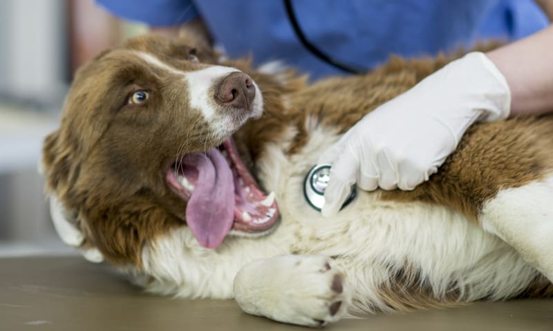 Les maladies de l’appareil reproducteur du chien