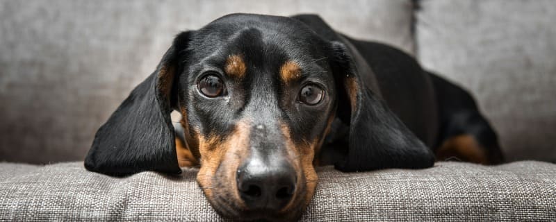 Maladies chez le chien