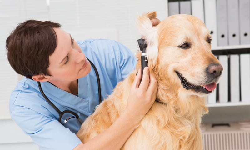 Maladies O.R.L. chez le chien