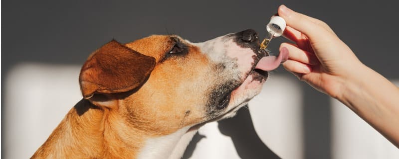 Médecine douce pour le chien