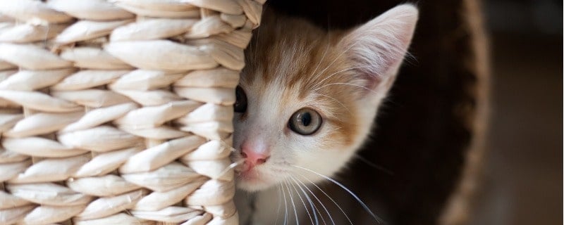 meilleure assurance pour chat