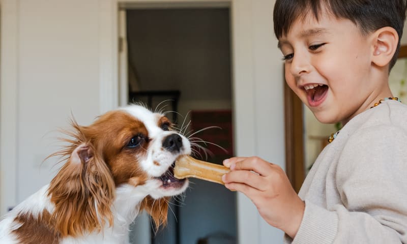 Assurance pour chien cavalier King Charles