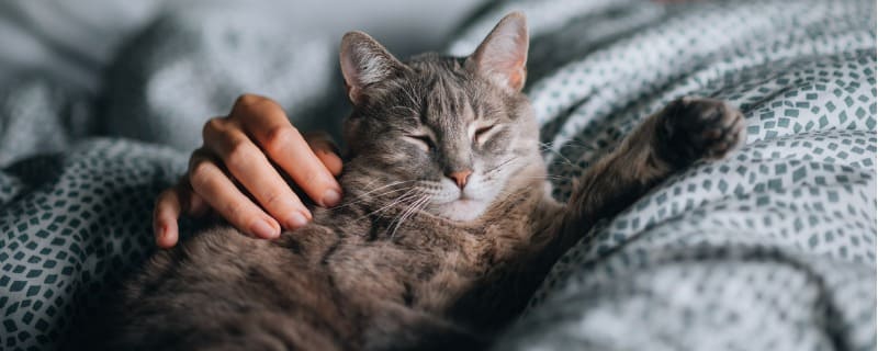 Mutuelle pour chat sans carence