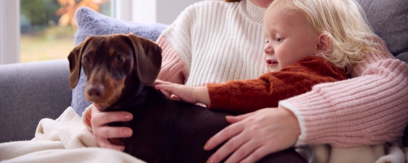 mutuelle pour chien pas chère
