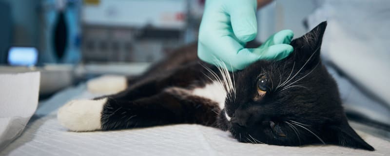 Prix d'une opération pour chat