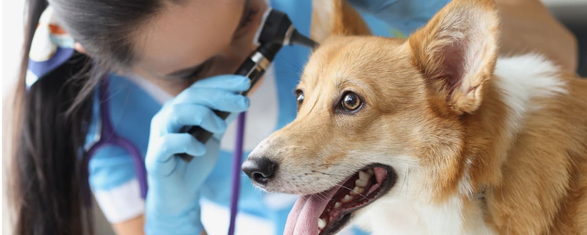 Otite du chien