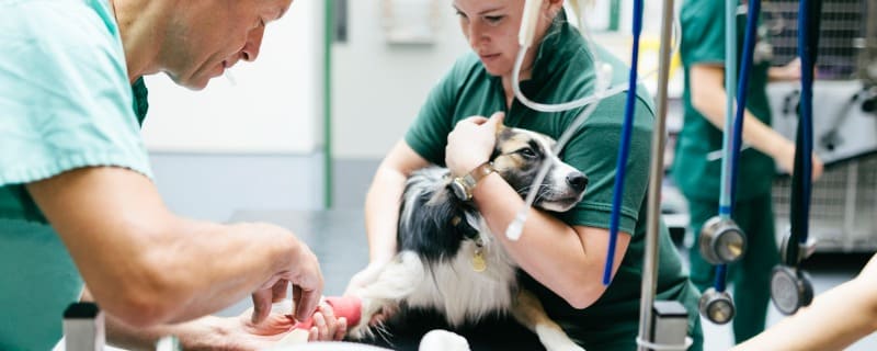 Prix d'une anesthésie pour un chien
