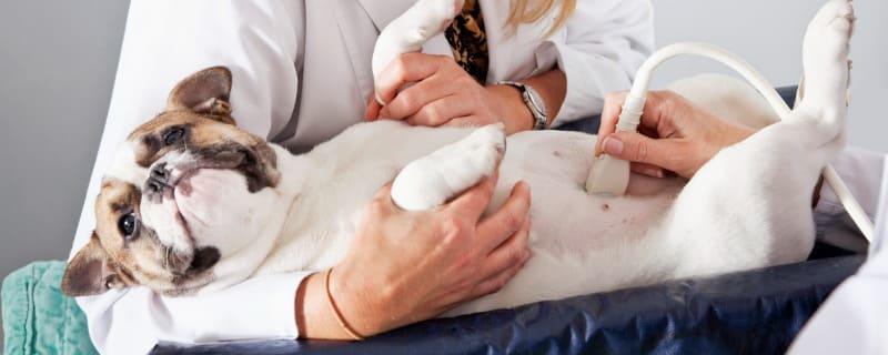 Prix d'une échographie pour chien