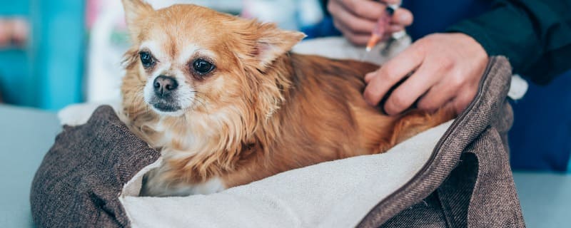 Prix pour euthanasier un chien