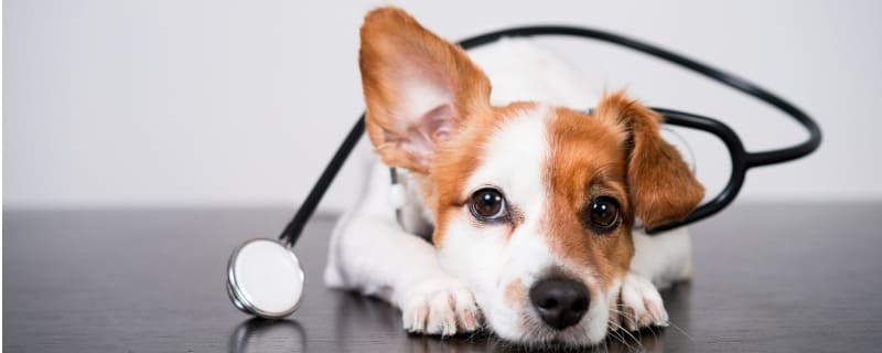 Prix pour une hospitalisation d'un chien