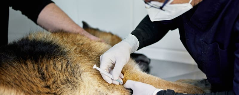 Arthrose chez le chien