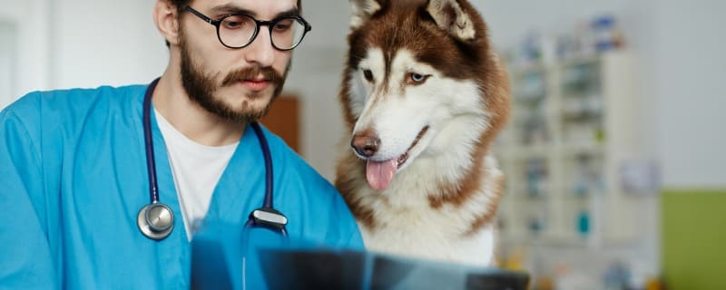 Prix d'une IRM pour chien