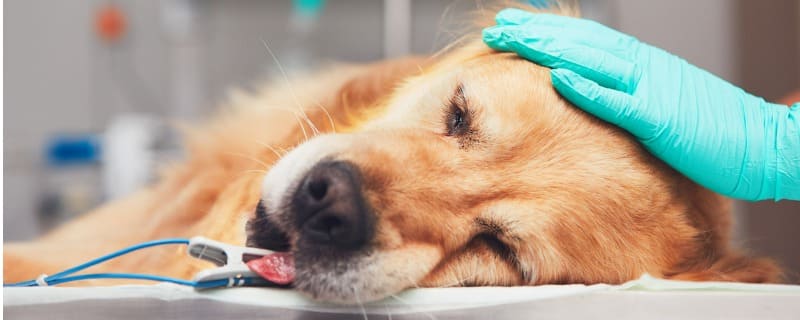 Prix des principales opérations pour chien