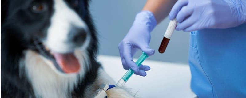Prix d'une prise de sang pour un chien