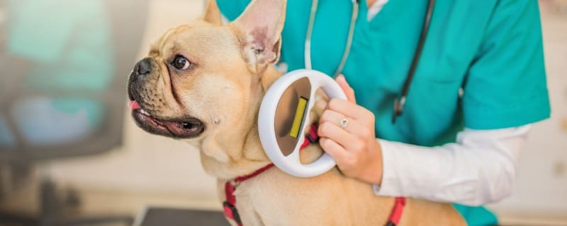 Prix d'une puce pour chien