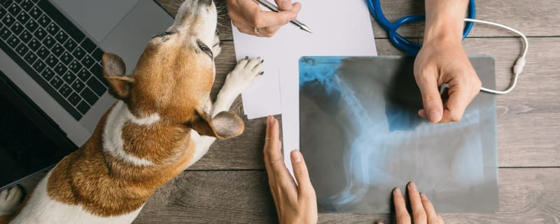 Prix de la radio pour un chien