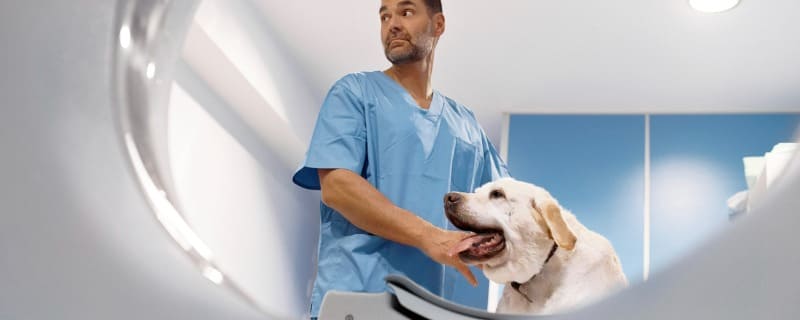 Prix d'un scanner pour un chien