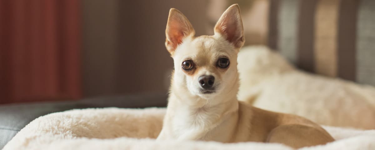 Protégez votre chihuahua avec une assurance santé 