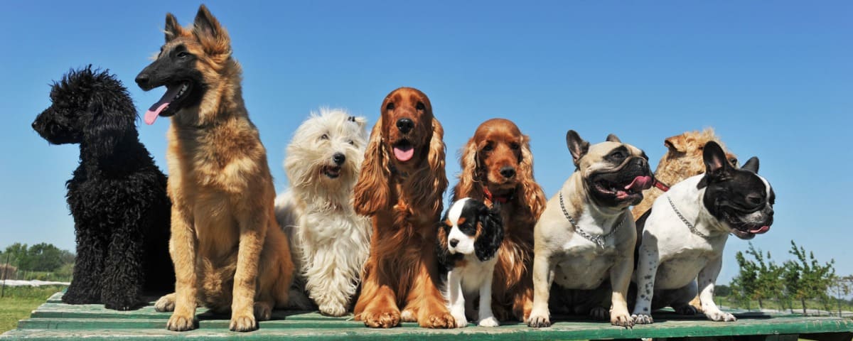Quelle assurance santé choisir pour un chien croisé ? 