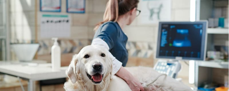 remboursement des frais vétérinaires