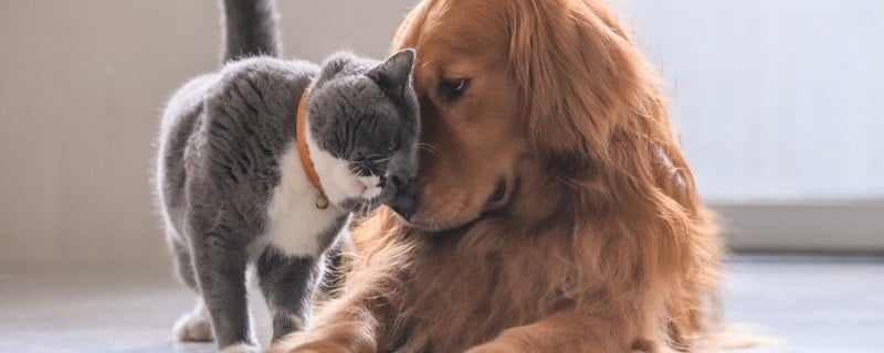 Résiliation d’une assurance pour animaux 