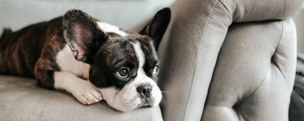 Souscrire la meilleure assurance santé pour votre bouledogue français 