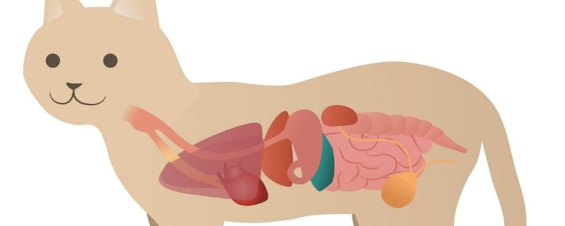 tumeur digestive du chat