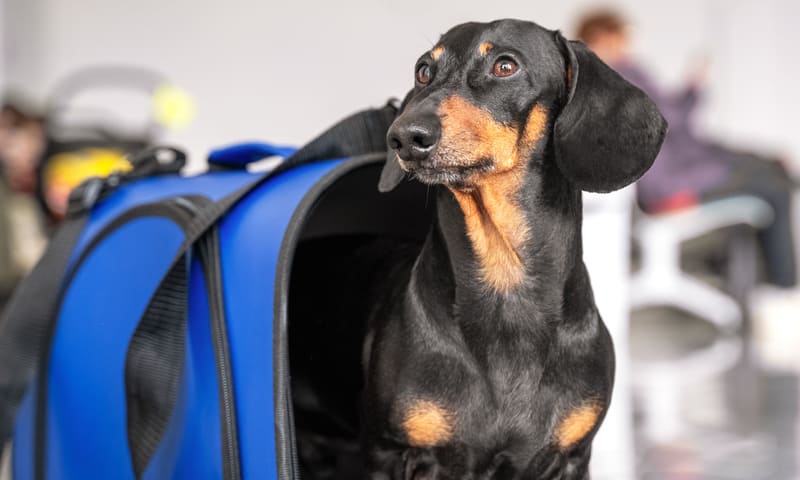 Assurance pour animaux lors de voyages à l’étranger