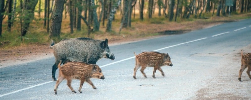 collision avec un sanglier et indemnisation assurance auto