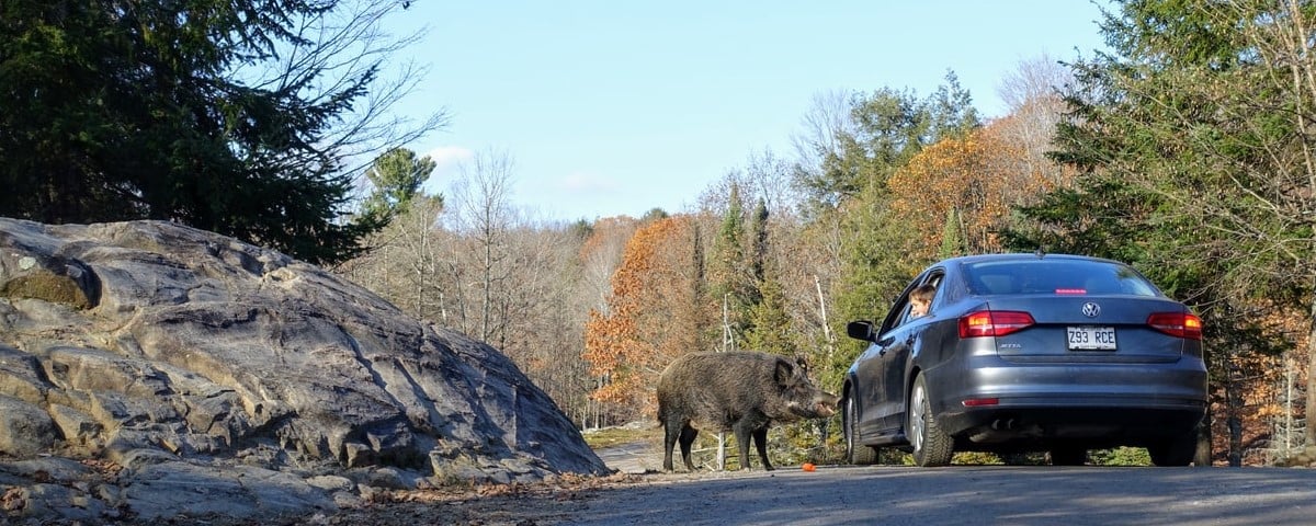 Collision avec un animal sauvage et assurance auto