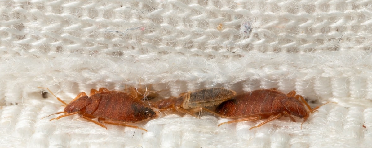  La punaise de lit : un fléau qui coûte cher aux foyers français