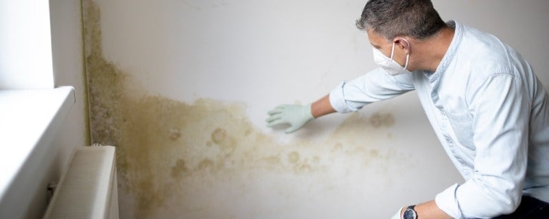 indemnisation des moisissures par assurance habitation