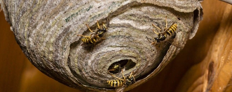  assurance habitation nid de guepe