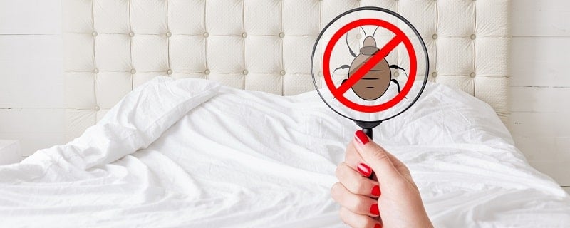 Assurance habitation punaise de lit